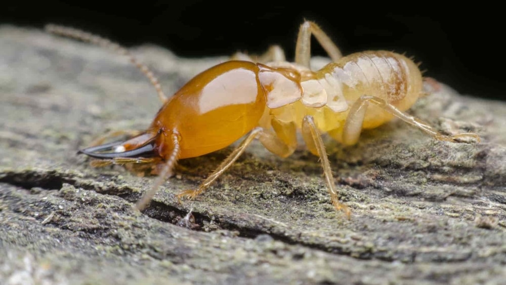 Termites in Arizona - A Complete Guide