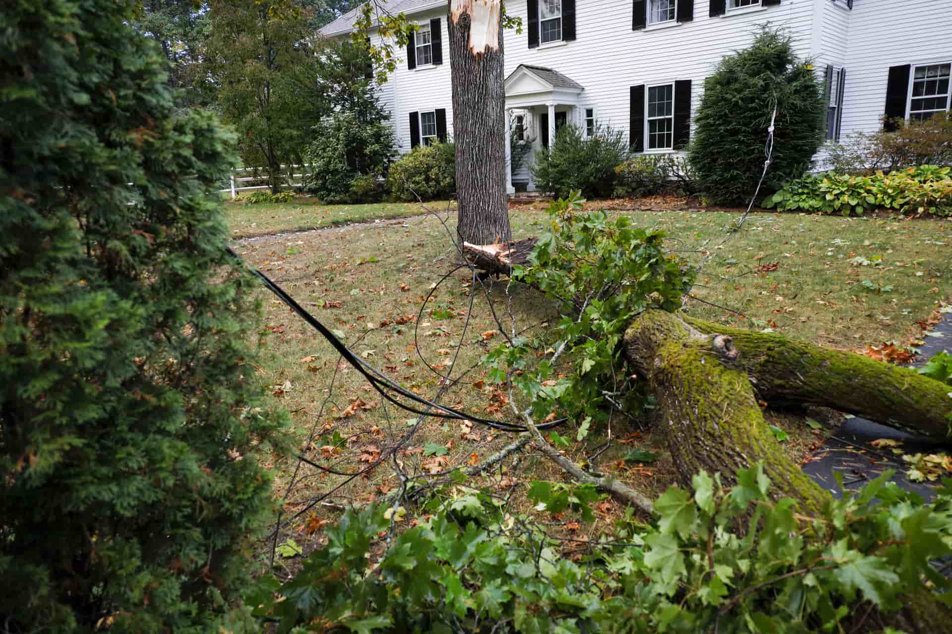 does-homeowners-insurance-cover-tree-removal